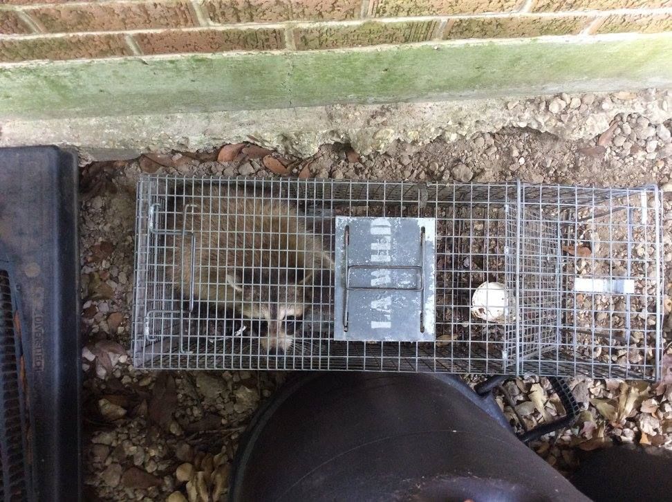 Raccoon trapped inside a metal cage near a brick wall and a black door mat.