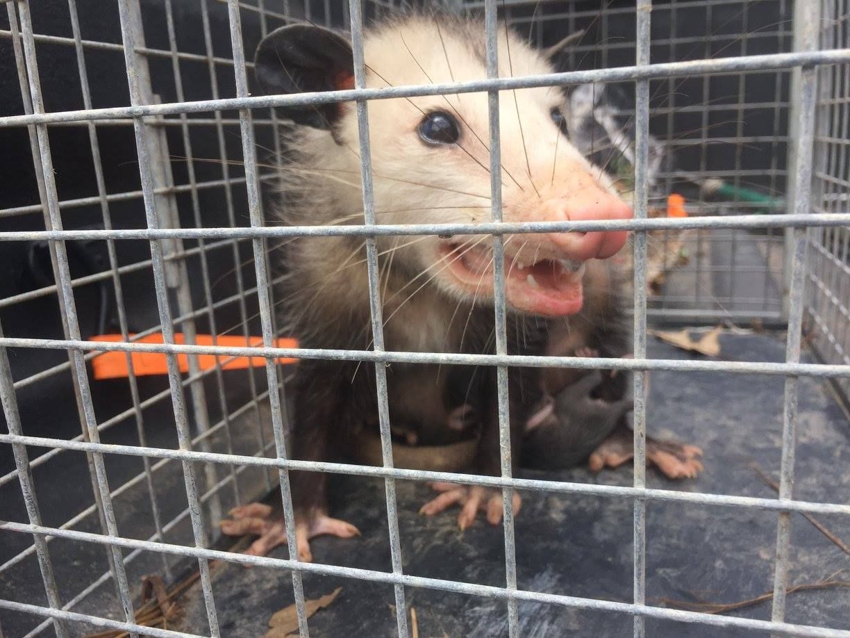 Opossum in a cage, gray and white fur, pink nose, open mouth, peering out.