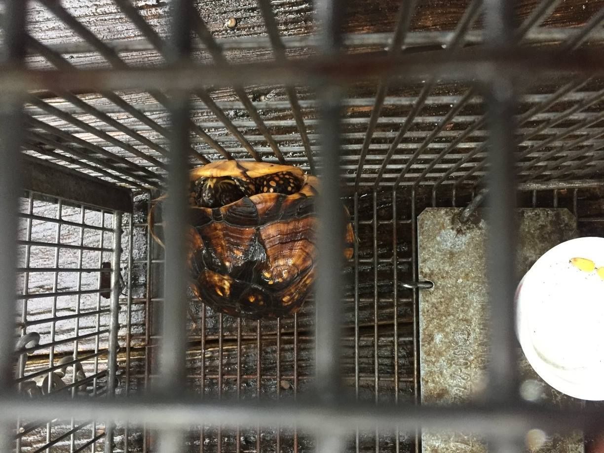 Tortoise in a wire cage, viewed from above. The tortoise is brown and black.