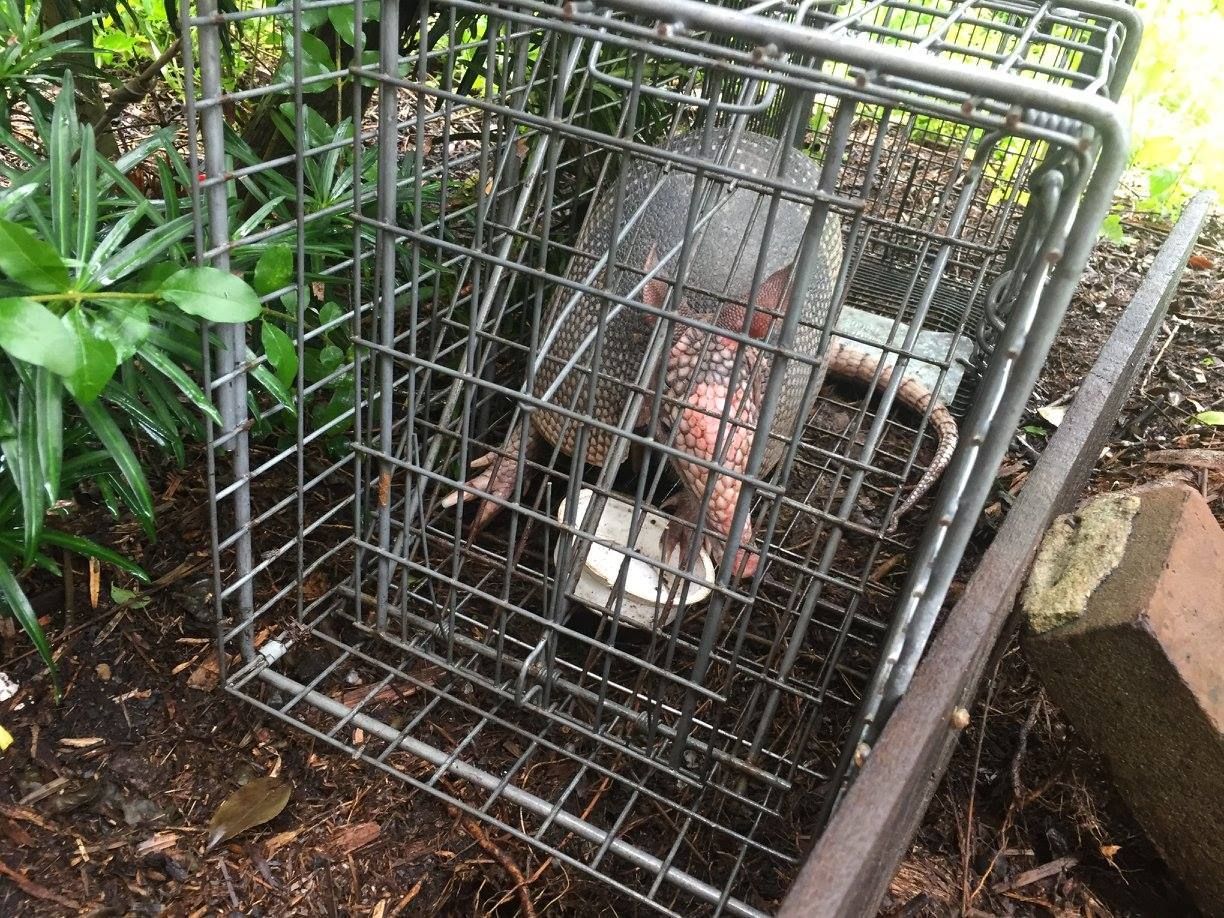 Armadillo trapped in a metal cage outdoors, eating from a white bowl.
