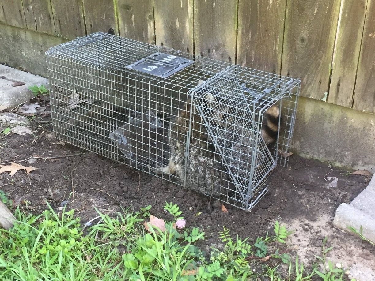 Raccoon in a wire cage trap next to a wooden fence and concrete.