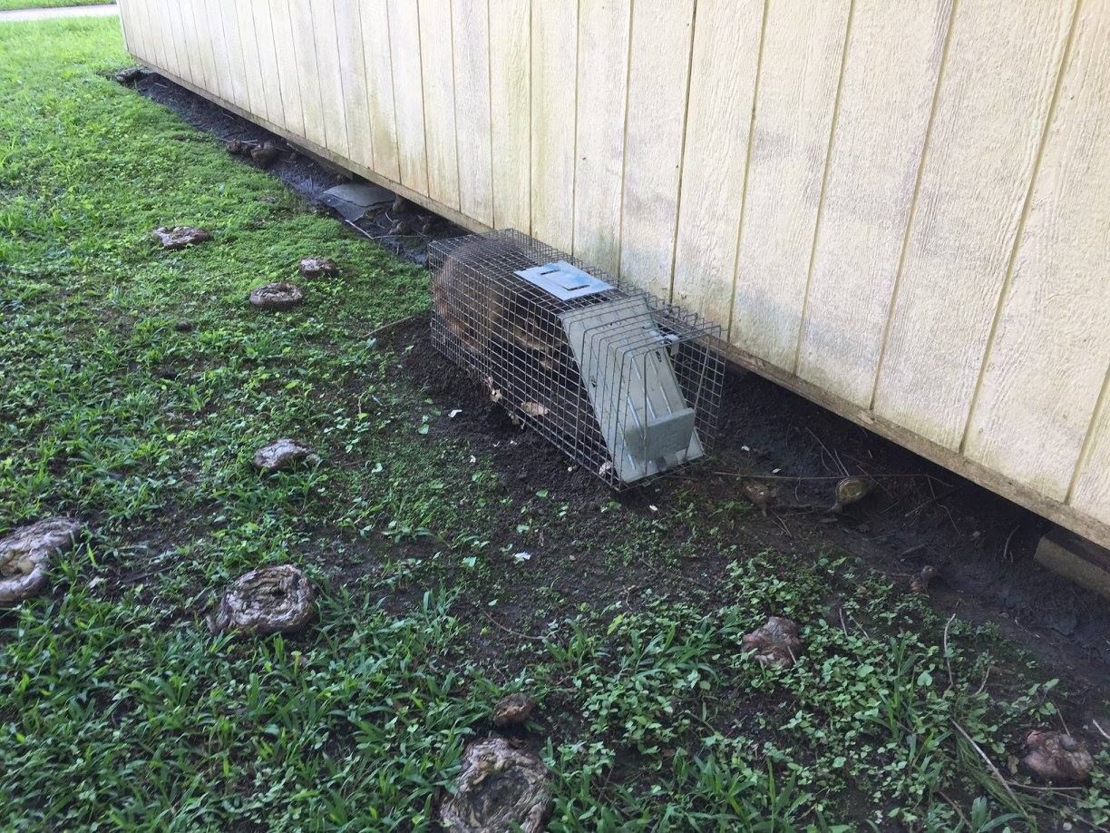 A live animal trap set next to a building's foundation, with potential rodent droppings in the grass.