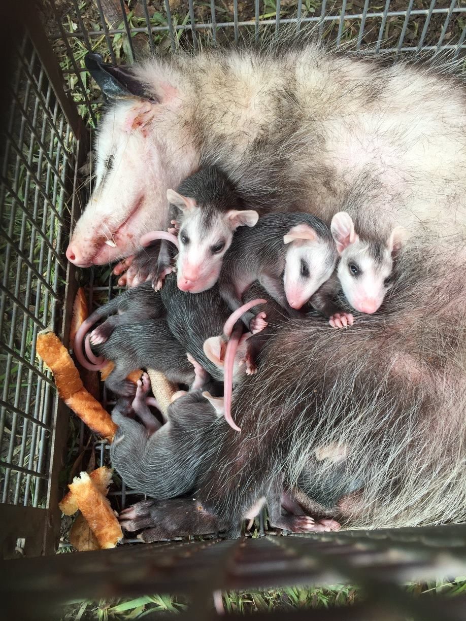 Opossum mother with five babies in a cage, babies climbing on mother’s fur, looking forward.