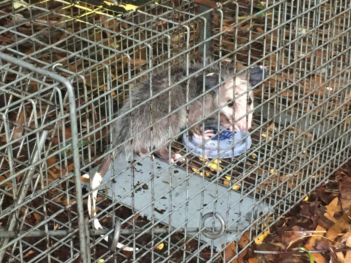 Opossum in a cage eating from a blue bowl. Metal cage on a bed of leaves.