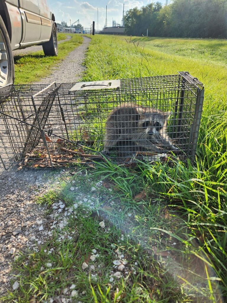 Raccoon trapped in a metal cage near a path and a vehicle in a grassy area.