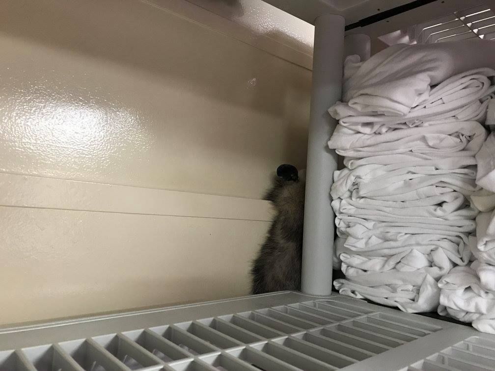 A small, brown animal peeks out from behind a support column next to a stack of white linens in a storage area.