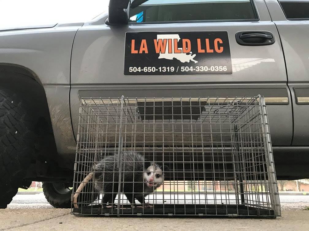 Opossum trapped in a cage near a truck with 