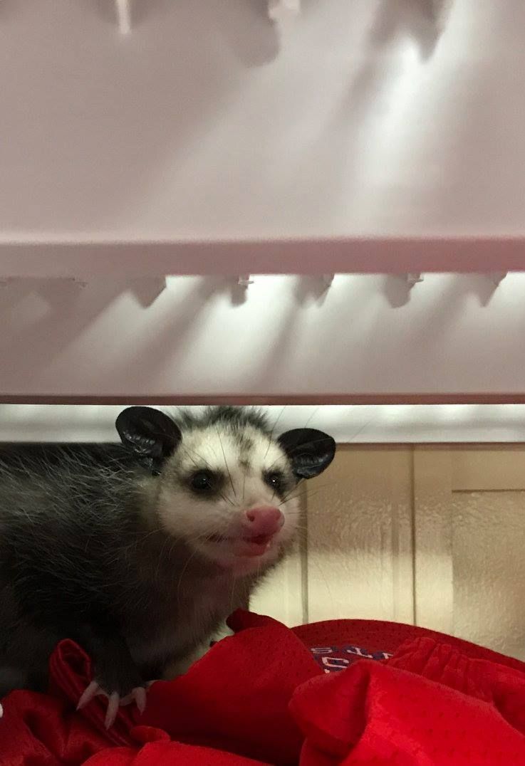 Opossum with pink nose and small, black ears sits on a red cloth, looking up.
