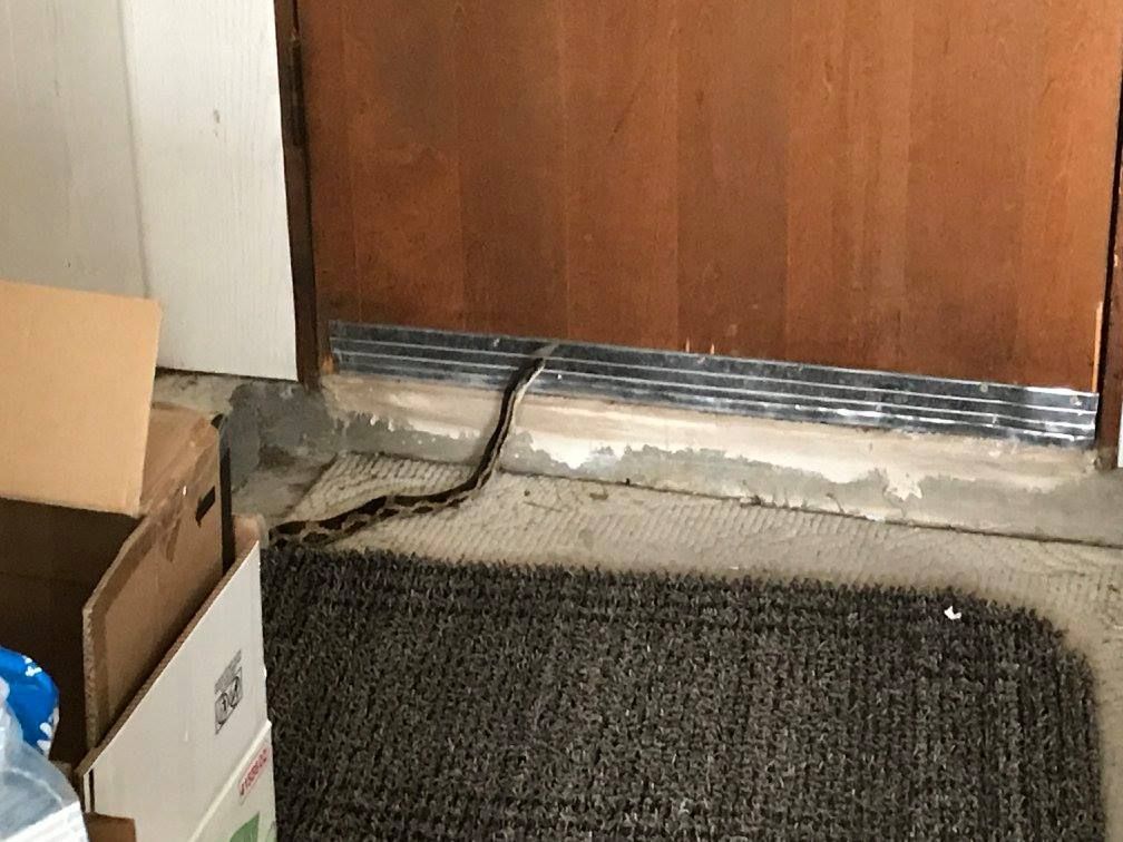 Snake slithering across a textured rug near a wooden door. The setting appears to be indoors.