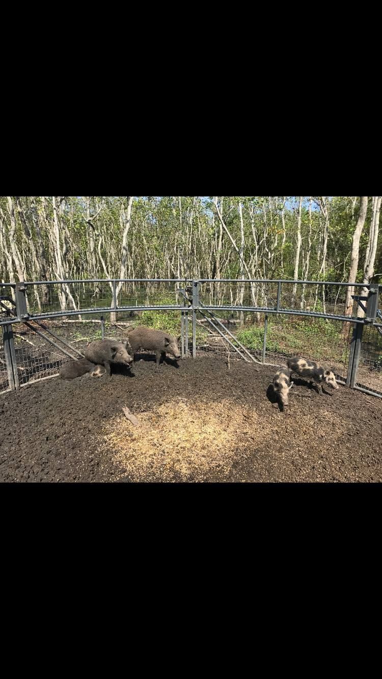 Wild boars foraging inside a trap in a wooded area, with bait visible.