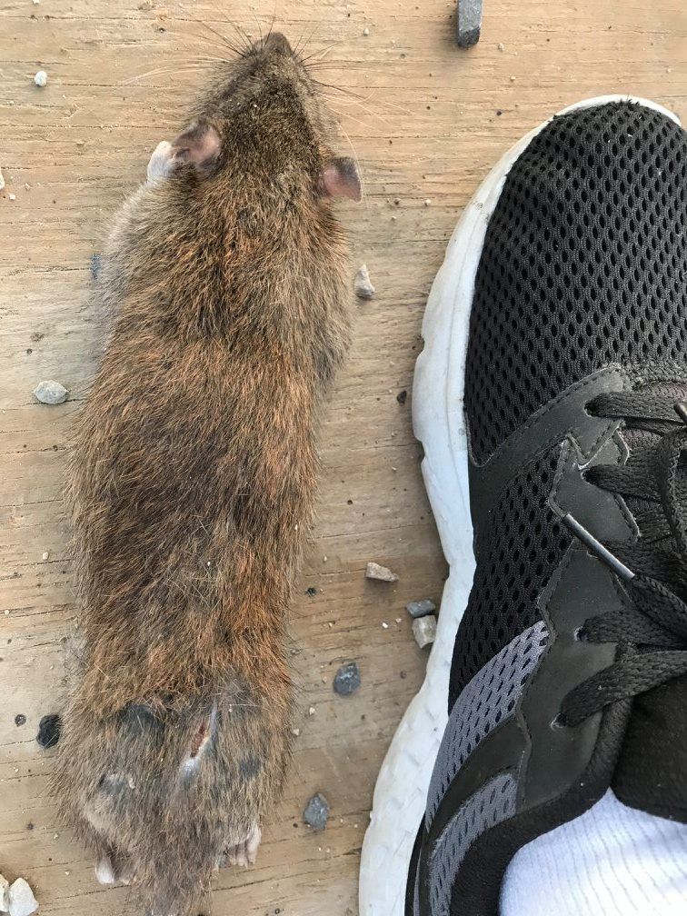 Dead rat beside a black and white sneaker on a wooden surface.