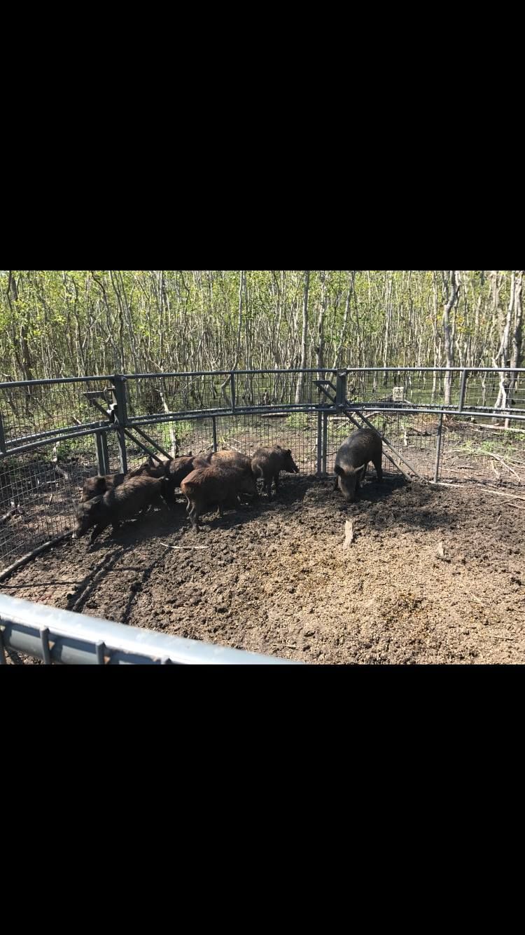 Several brown pigs in a muddy pen behind a wire fence; tall green plants in the background.