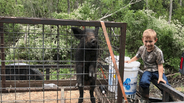 Boy sits near a pig in a cage, smiling. Outdoors, near a bucket, brown and green hues.