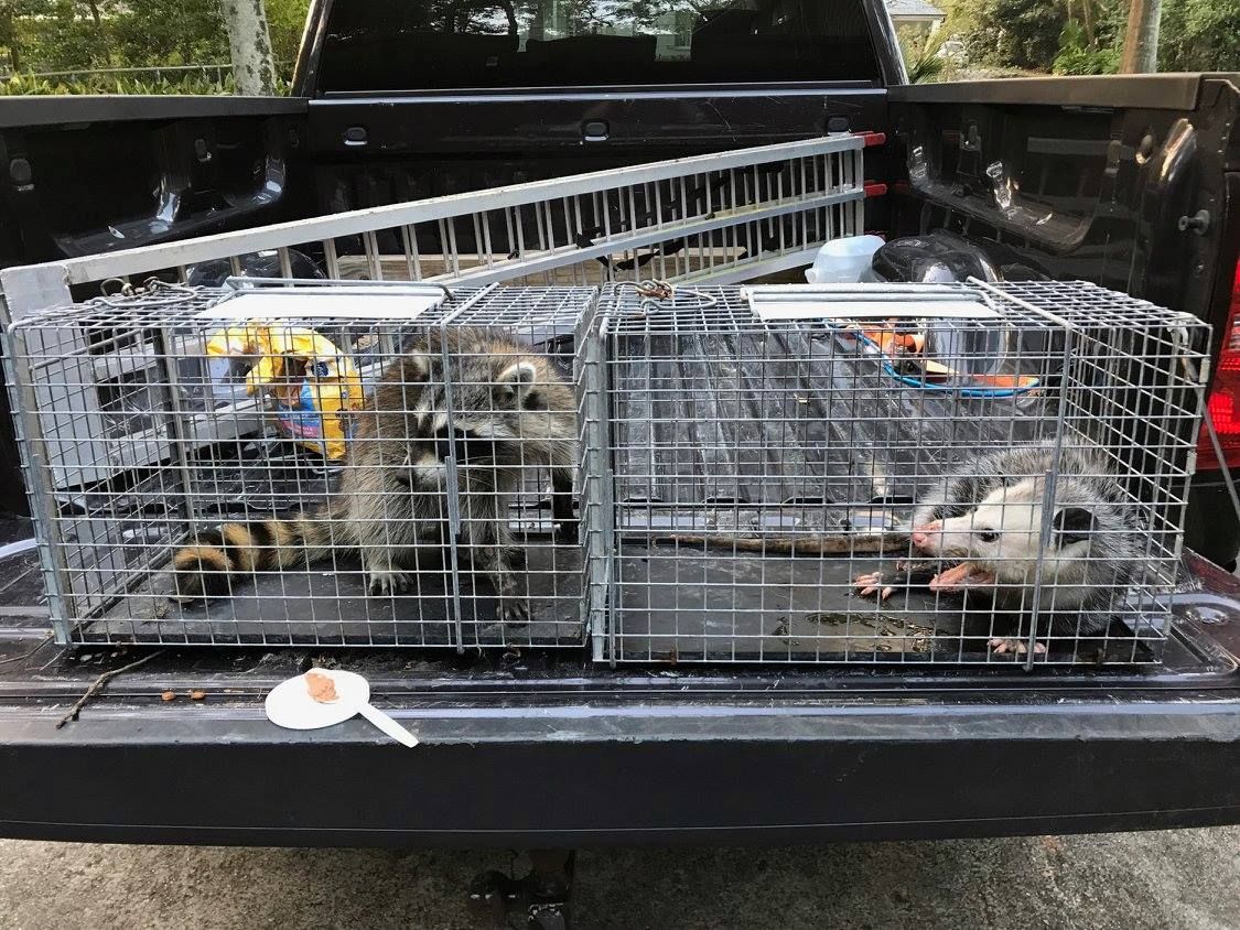 Two live animal traps in a truck bed, one with a raccoon, one with an opossum.
