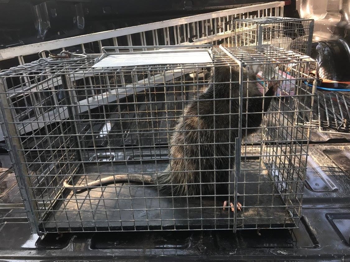 A large, dark rat is trapped inside a metal cage, likely outdoors.