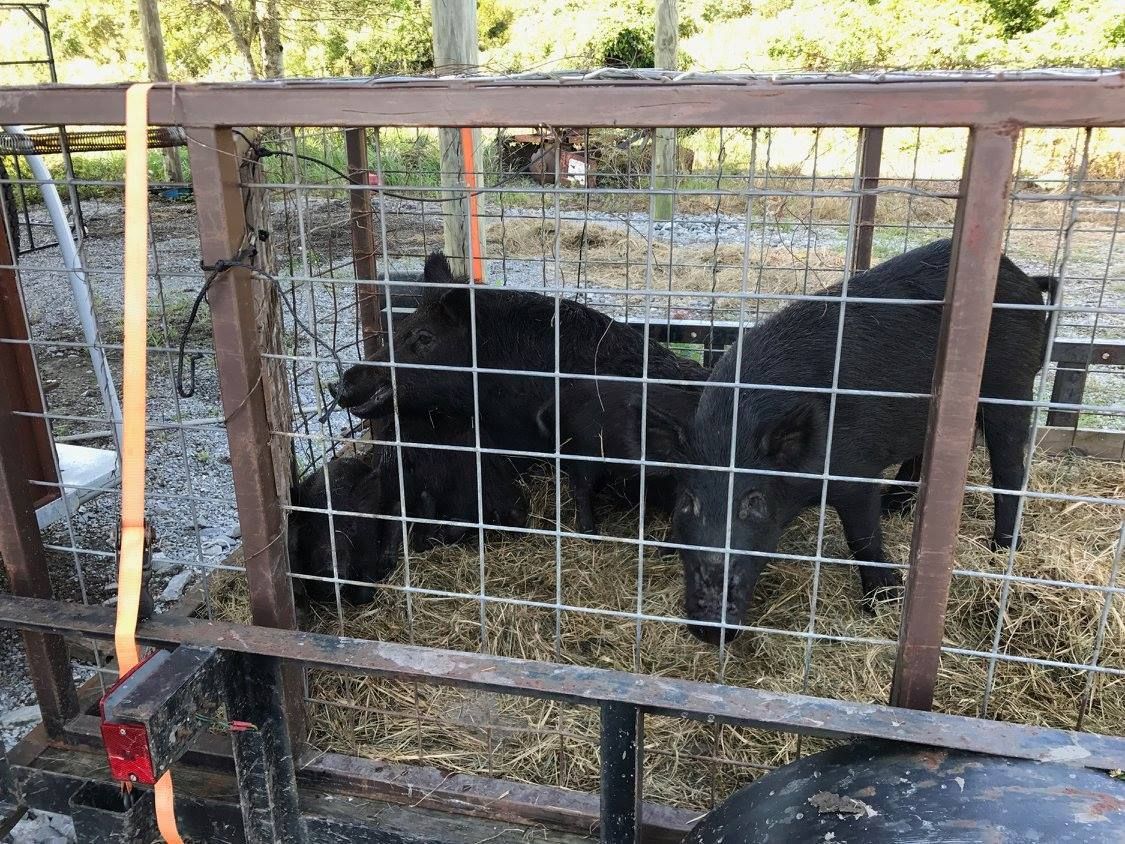 Black pigs eating hay from a metal feeder in a pen.