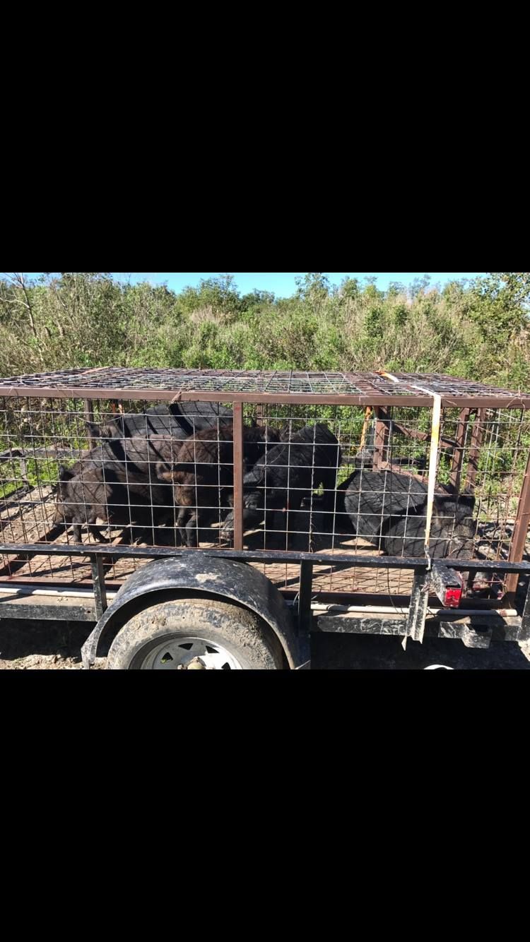 Blackened logs fill a trailer, held in by a metal cage, set in a sunny outdoor setting.