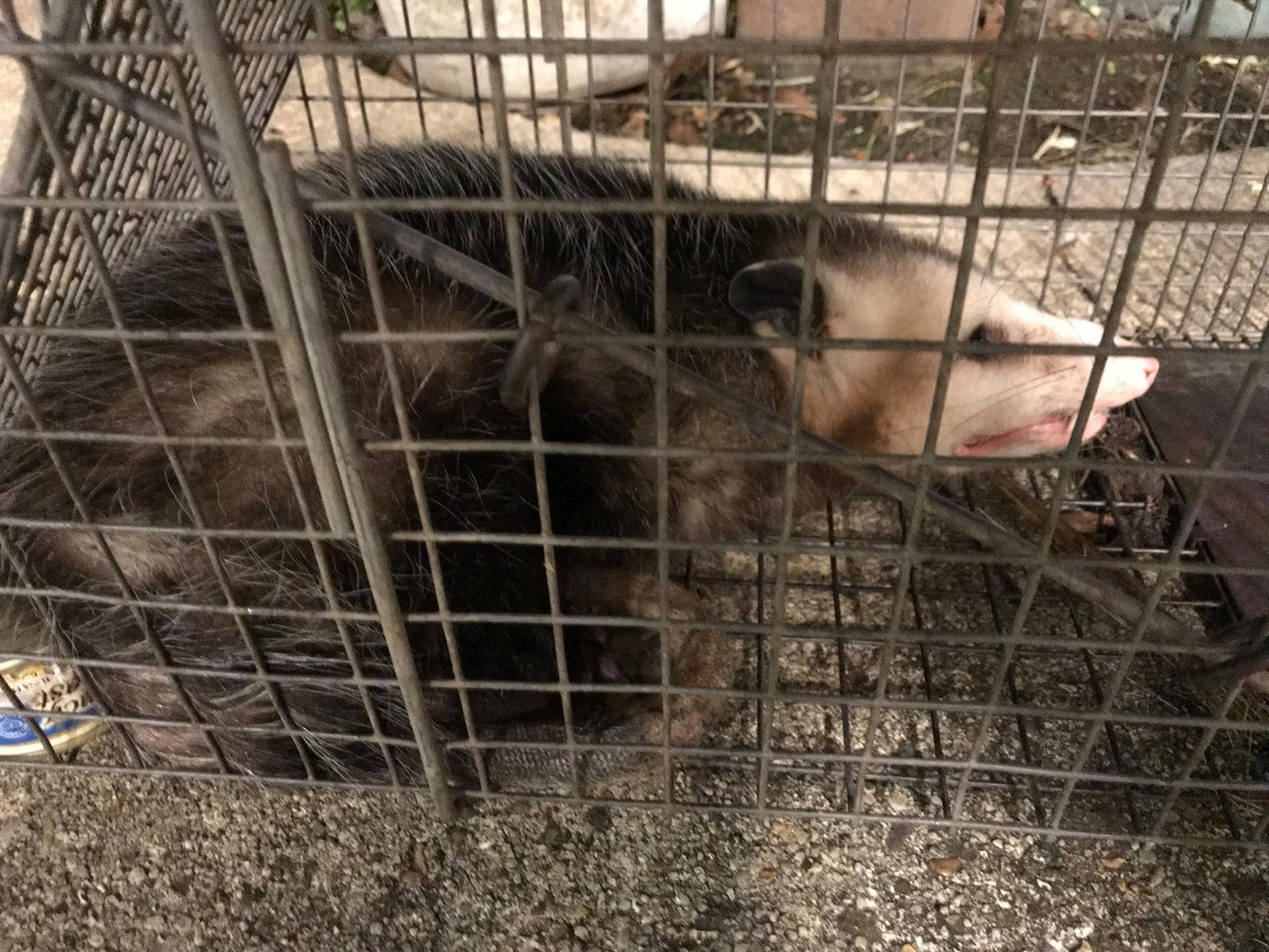Opossum in a cage, lying down with its head on the right; gray and white fur, pink nose.