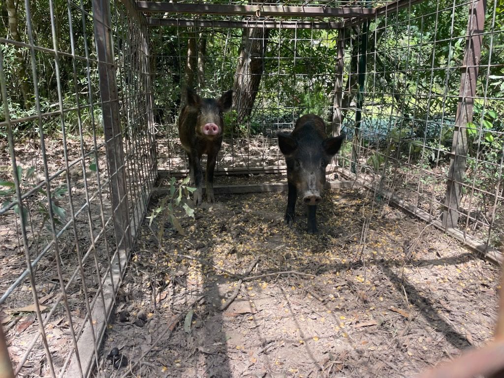Two wild pigs trapped inside a metal cage in a wooded area.