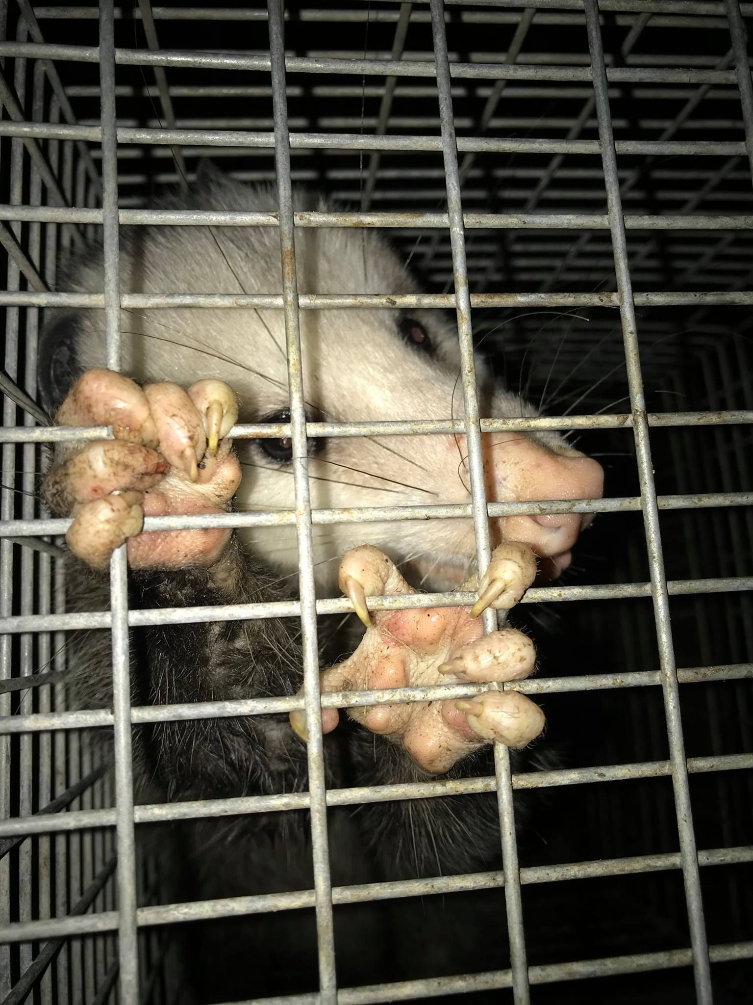 Opossum in a cage, gripping bars with large claws. It has a pale face and dark fur.