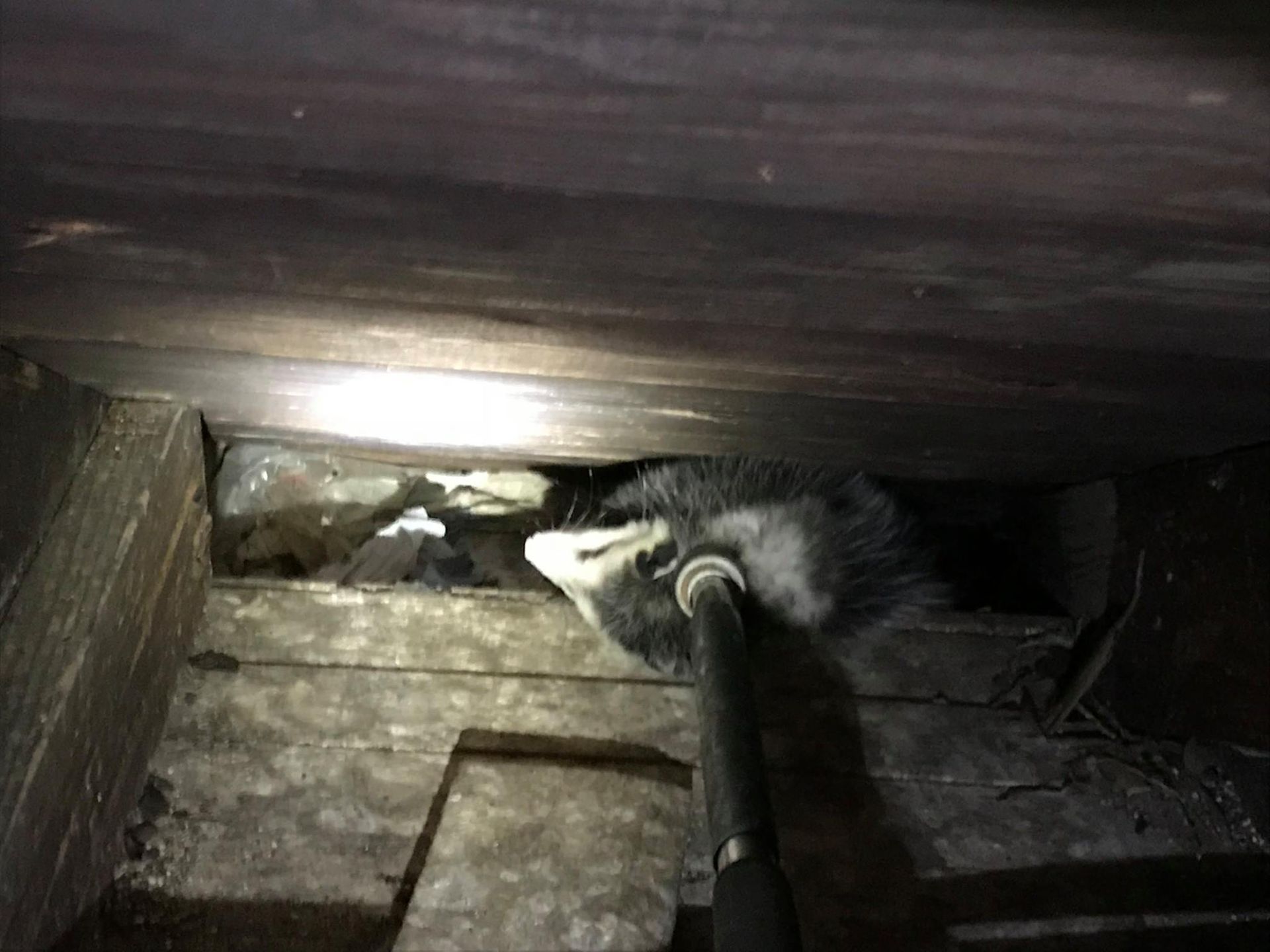 A possum peering from a dark crawl space, being brushed with a long-handled brush.