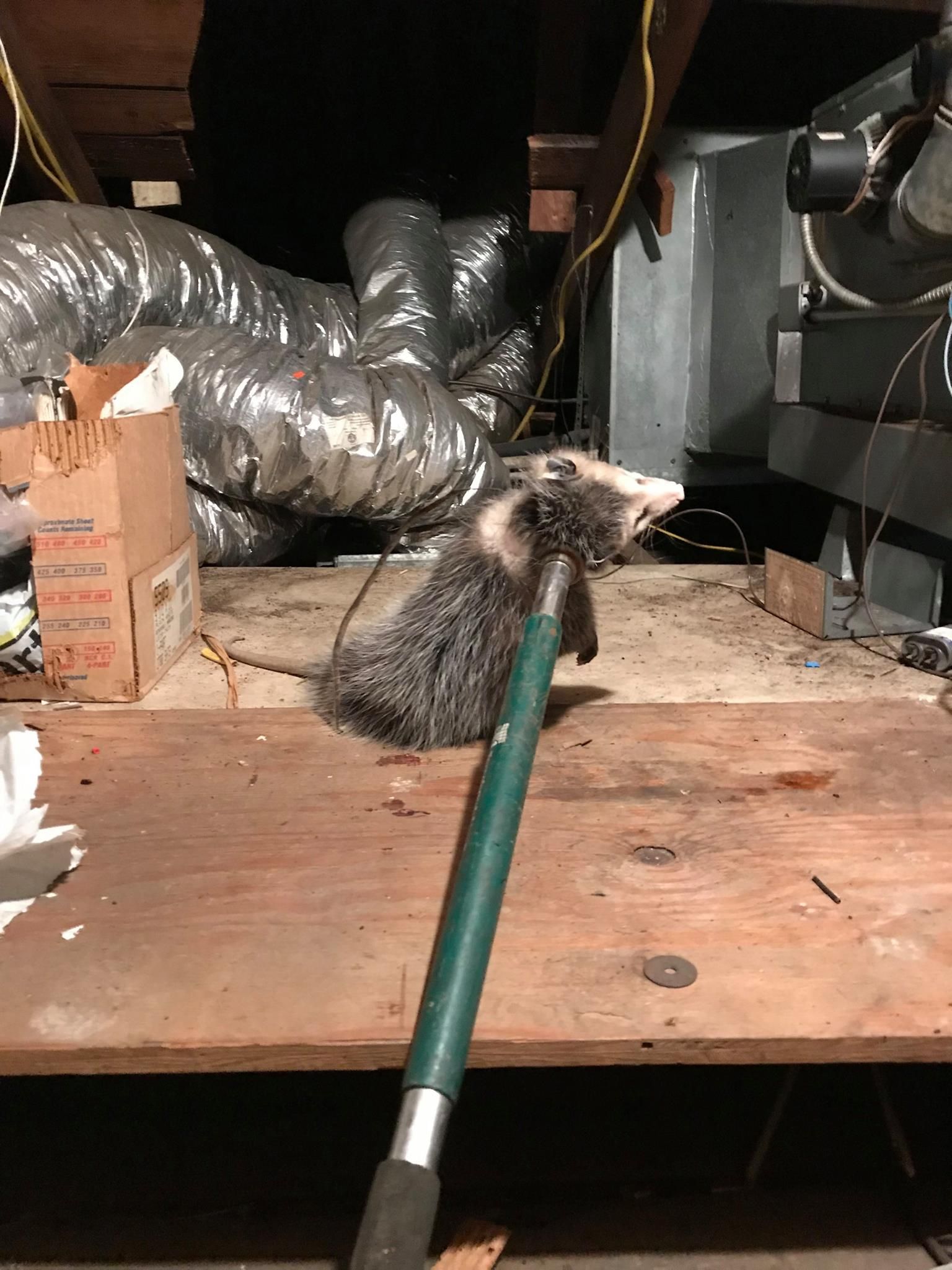 Opossum in a dark attic, confronted by a green-handled pole near ductwork and boxes.