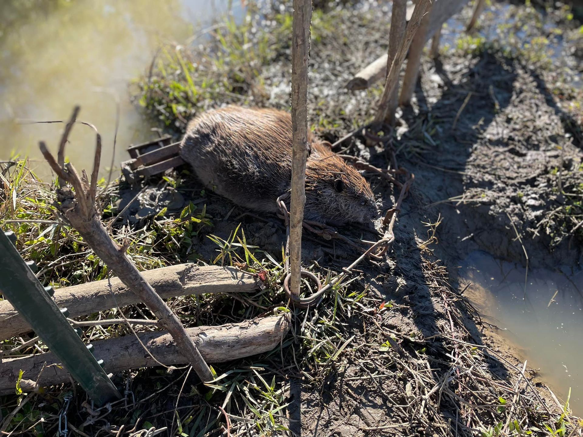 Nutria lying on muddy bank, near water and wooden sticks.