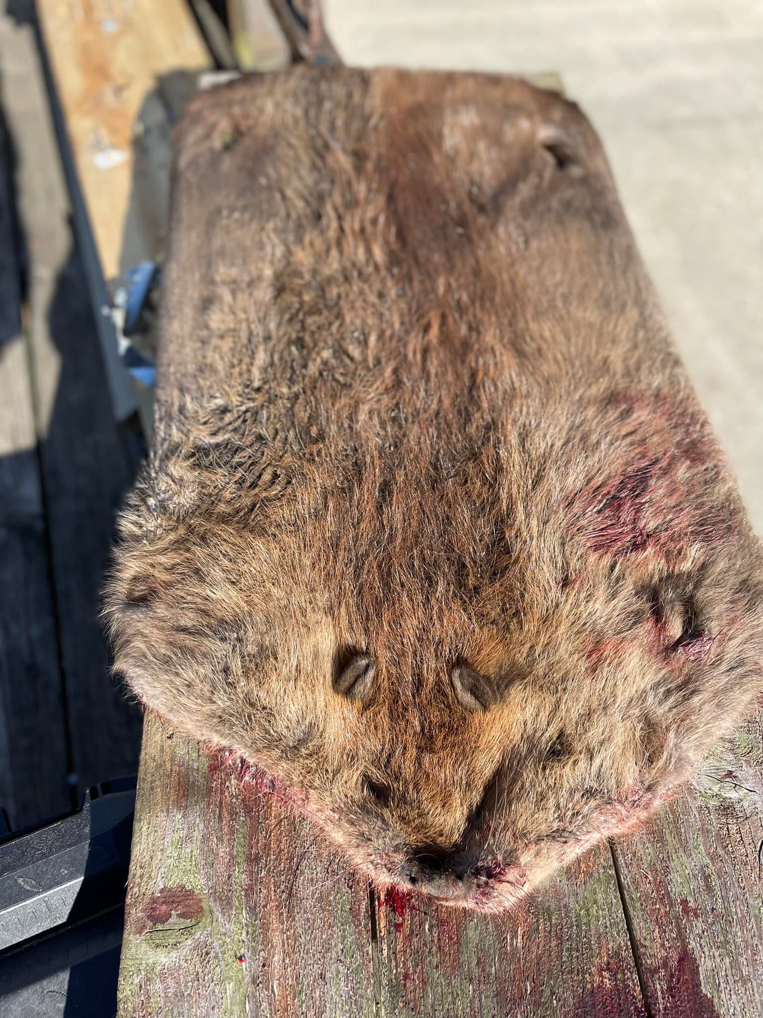 Beaver pelt on a weathered wooden surface, fur is brown, with traces of blood.
