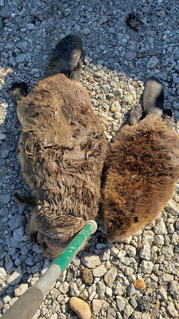 Two dead animals, possibly beavers or similar, lying on gravel. Brown fur, some with black paws.