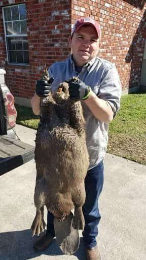 Man holding a dead beaver, brown fur, outdoors in front of a brick building, wearing a hat, gloves, and jeans.
