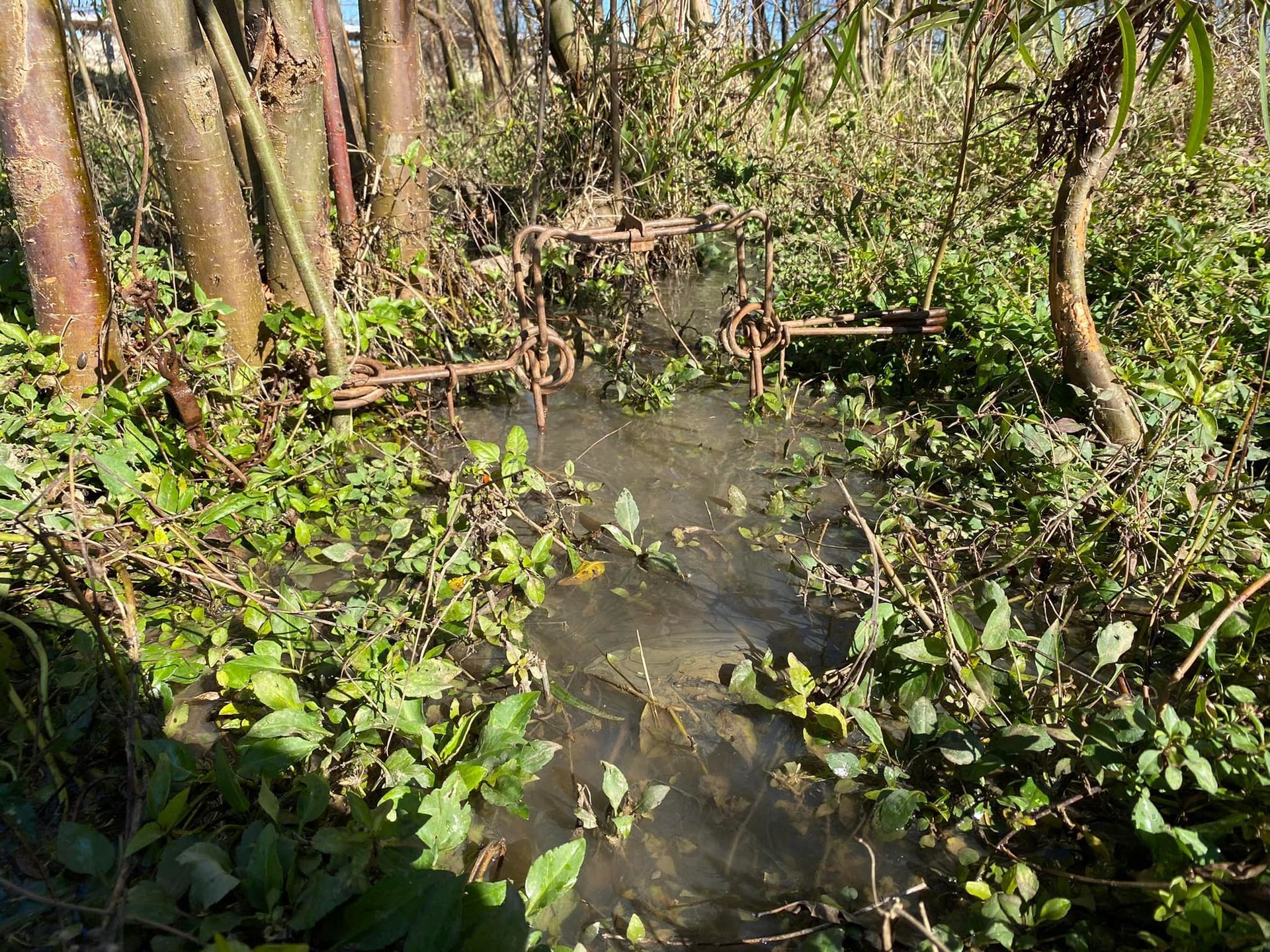 Two rusty animal traps set near a small, watery stream, amidst green foliage and trees.