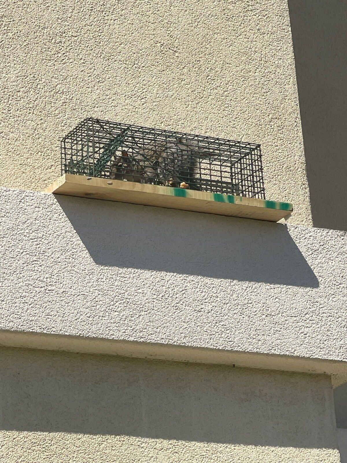 Cage trap on a wooden base attached to a stucco wall, likely for capturing small animals.