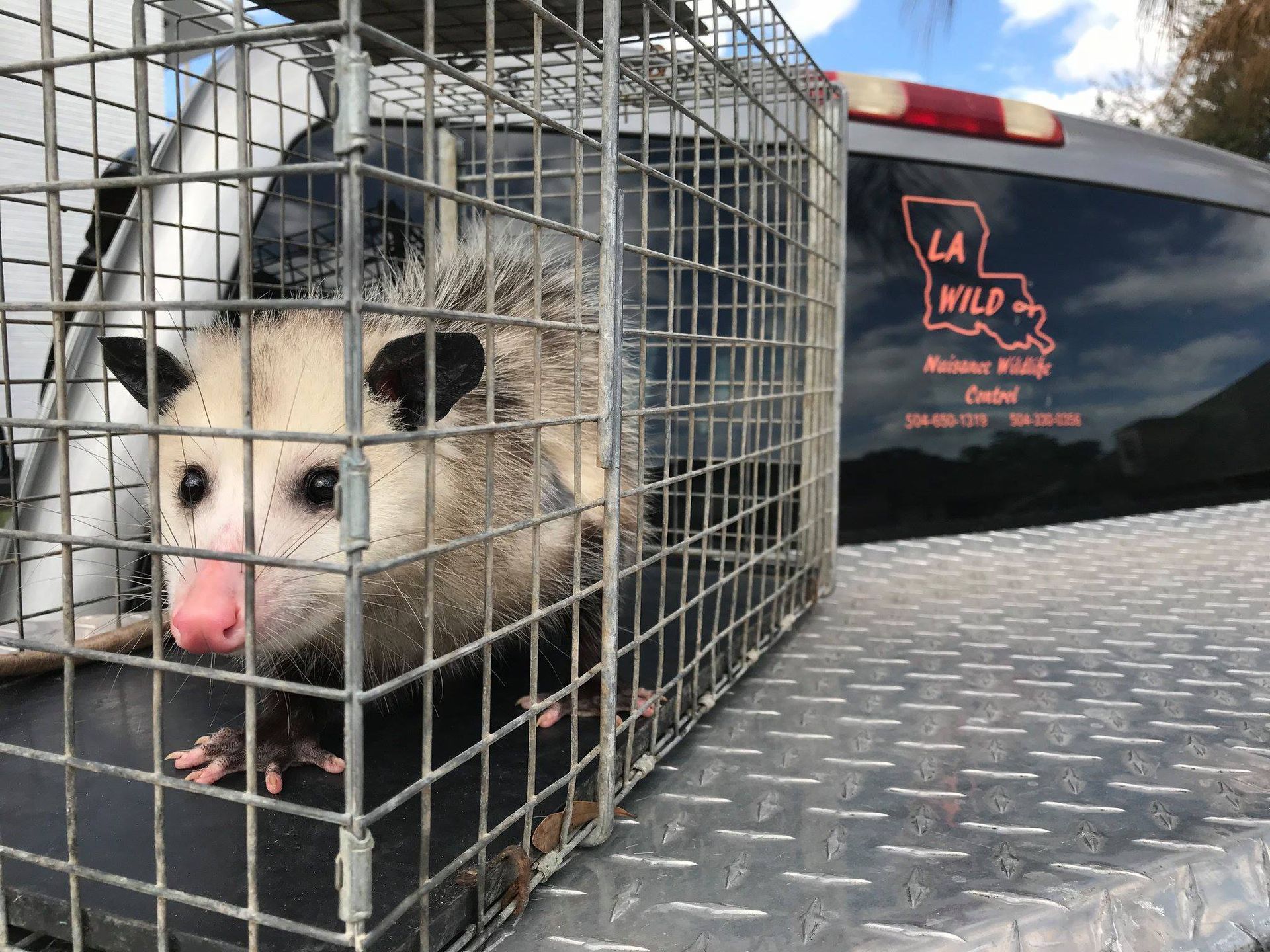 Opossum in a cage on a truck bed;  