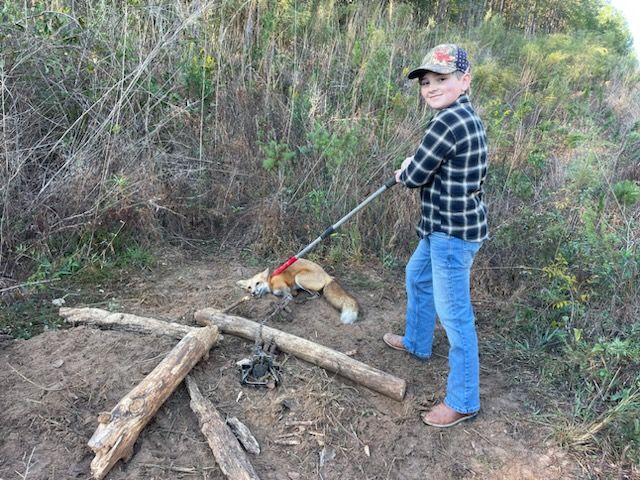 Boy in blue jeans and plaid shirt holding a leash attached to a fox caught in a trap outdoors.