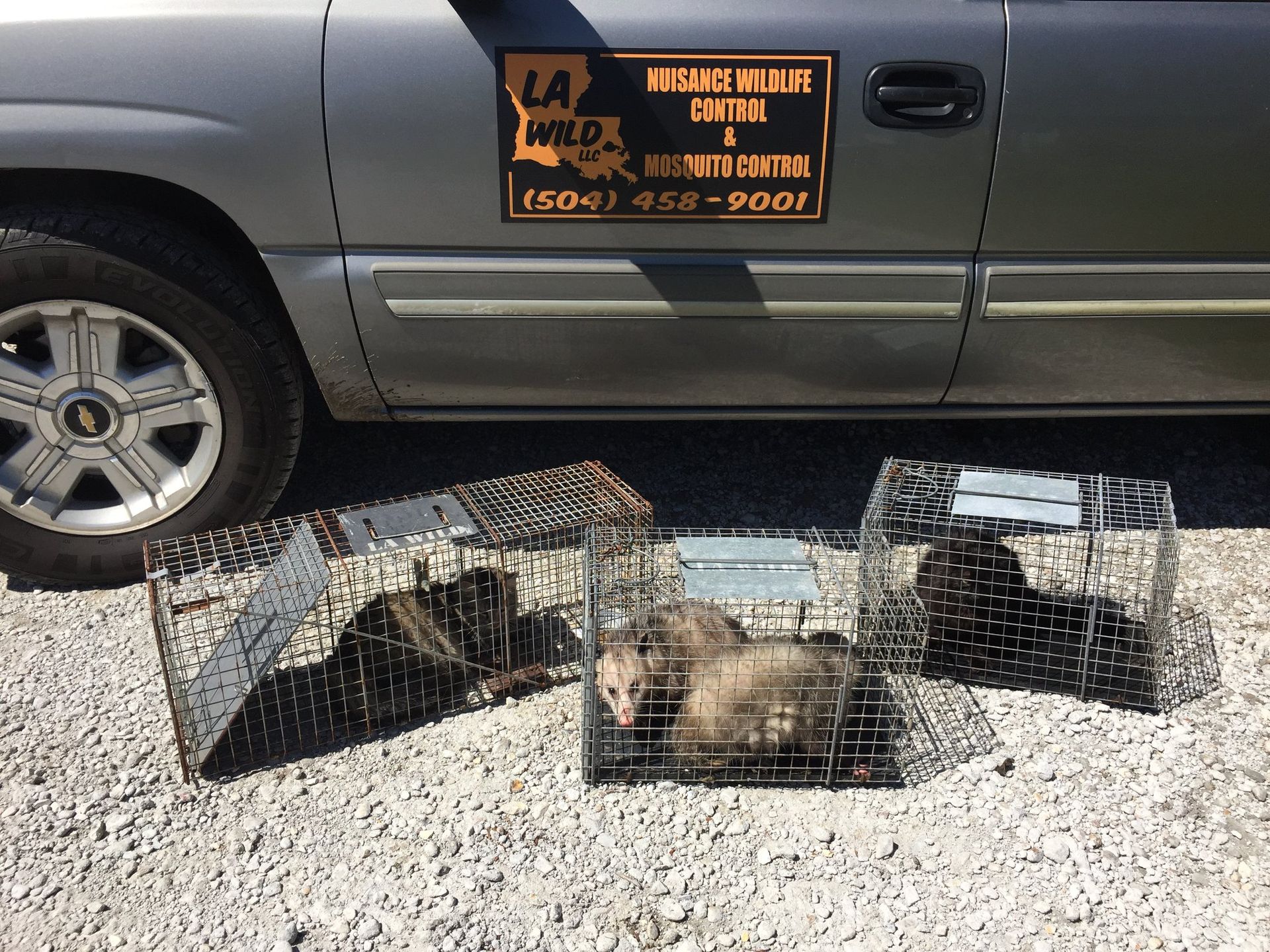Three opossums in metal traps near a truck with a wildlife control sign.