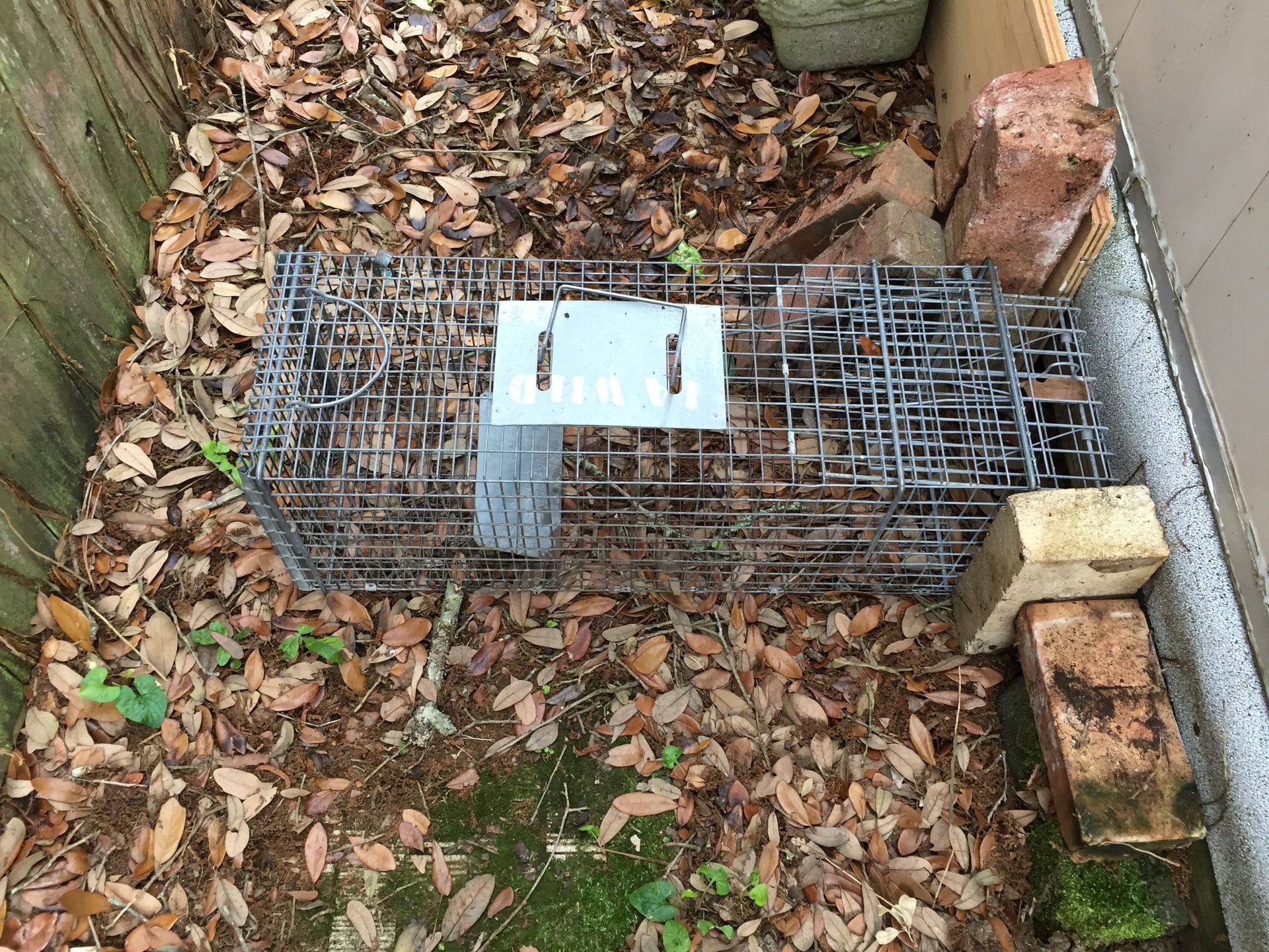 A wire animal trap is set on the ground next to bricks and a wall, surrounded by leaves.
