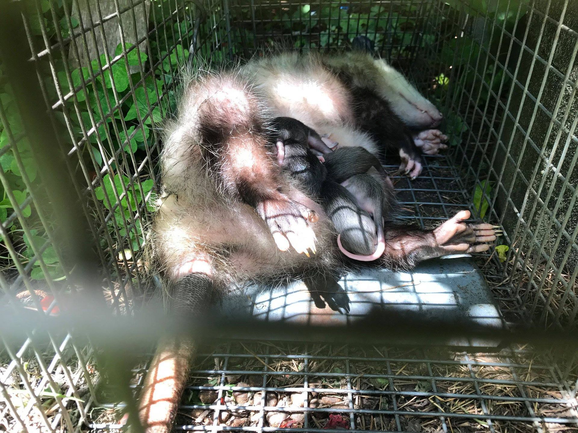 Opossum trapped inside a wire cage, lying down with its paws outstretched in a wooded area.