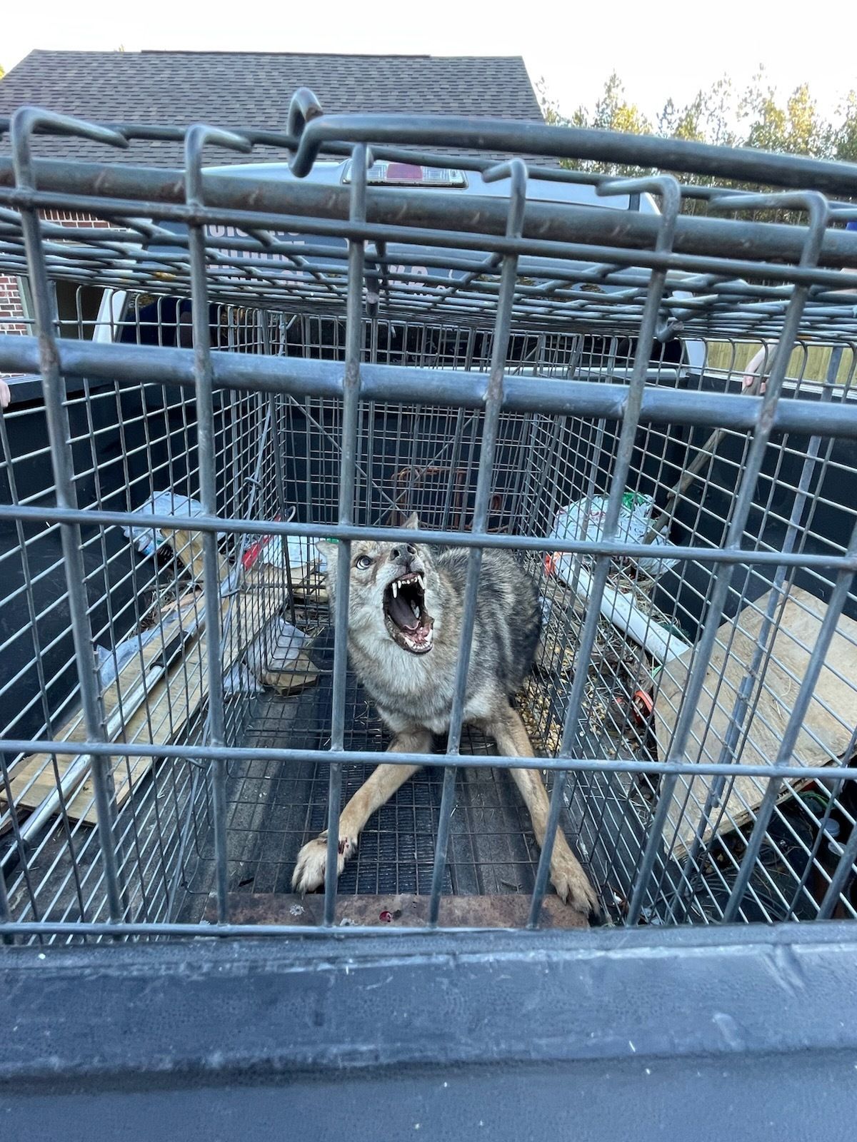 Coyote trapped in a cage, snarling with mouth open. Grey and tan fur, outdoors.