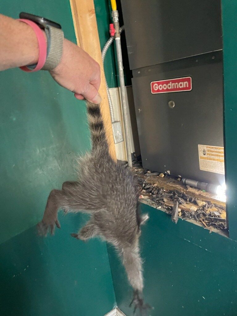 Person holding a dead raccoon by the tail near a Goodman furnace.
