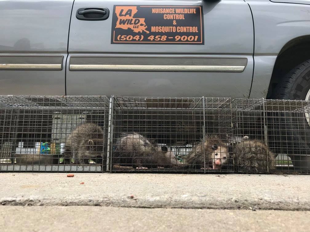 Three trapped raccoons and possums in cages by a pest control truck.