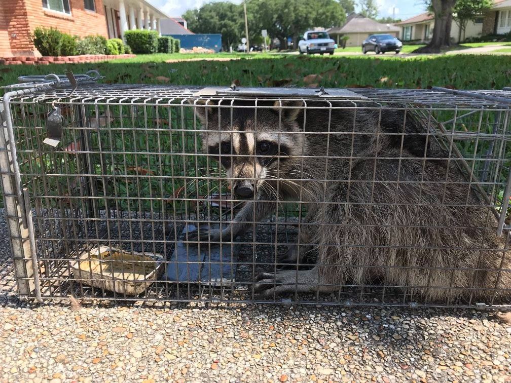 Raccoon trapped in a metal cage, sitting on a concrete surface near a grassy area and a residential street.