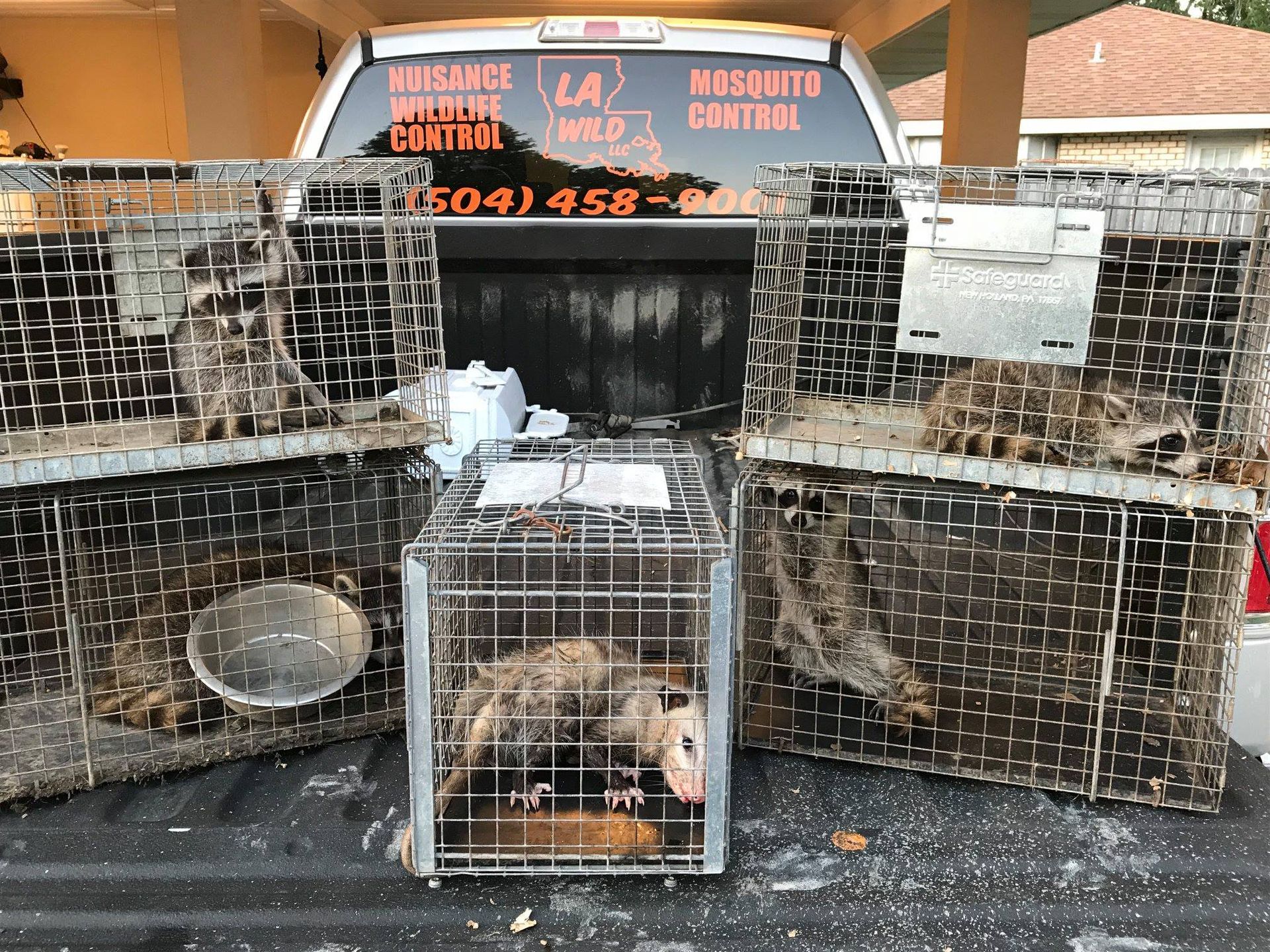 Several trapped opossums in cages on the back of a truck; Louisiana wildlife service.
