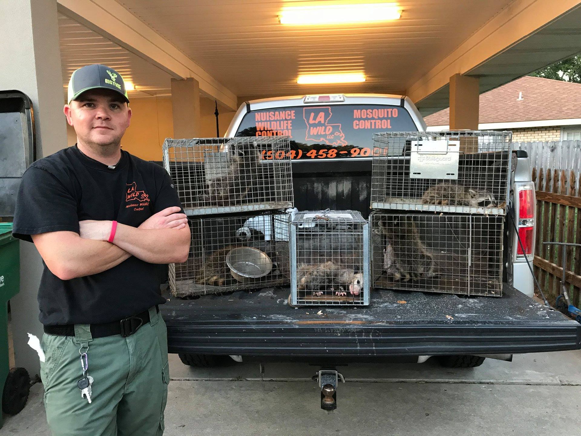 Man stands by truck with multiple animal traps containing raccoons.
