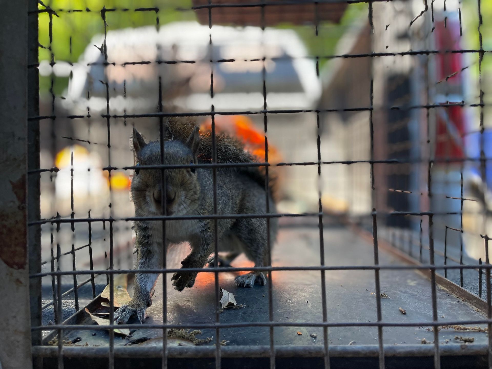 Squirrel in a cage on the back of a truck, looking scared.