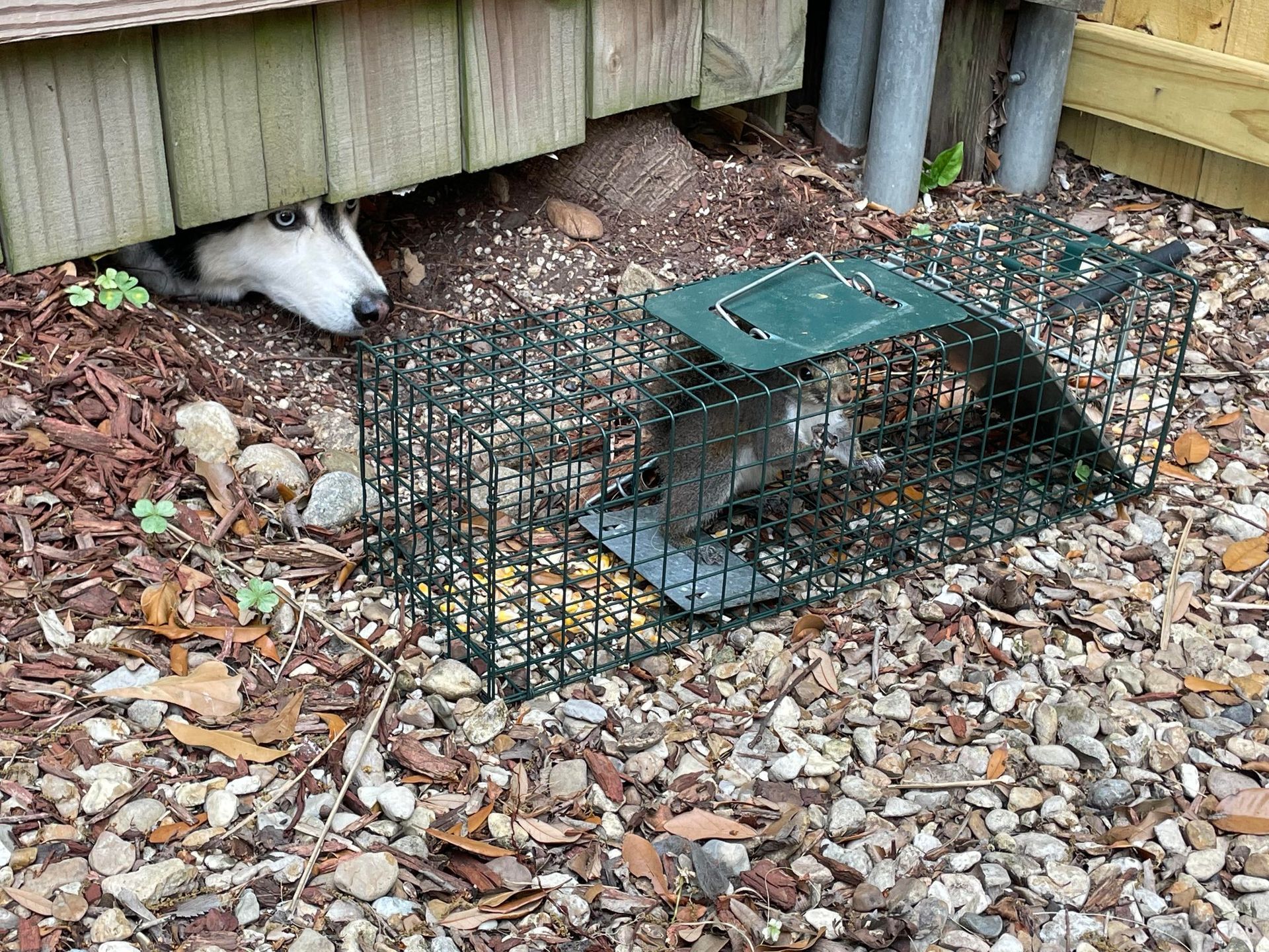 Dog peering from under a shed, squirrel in a trap on gravel.