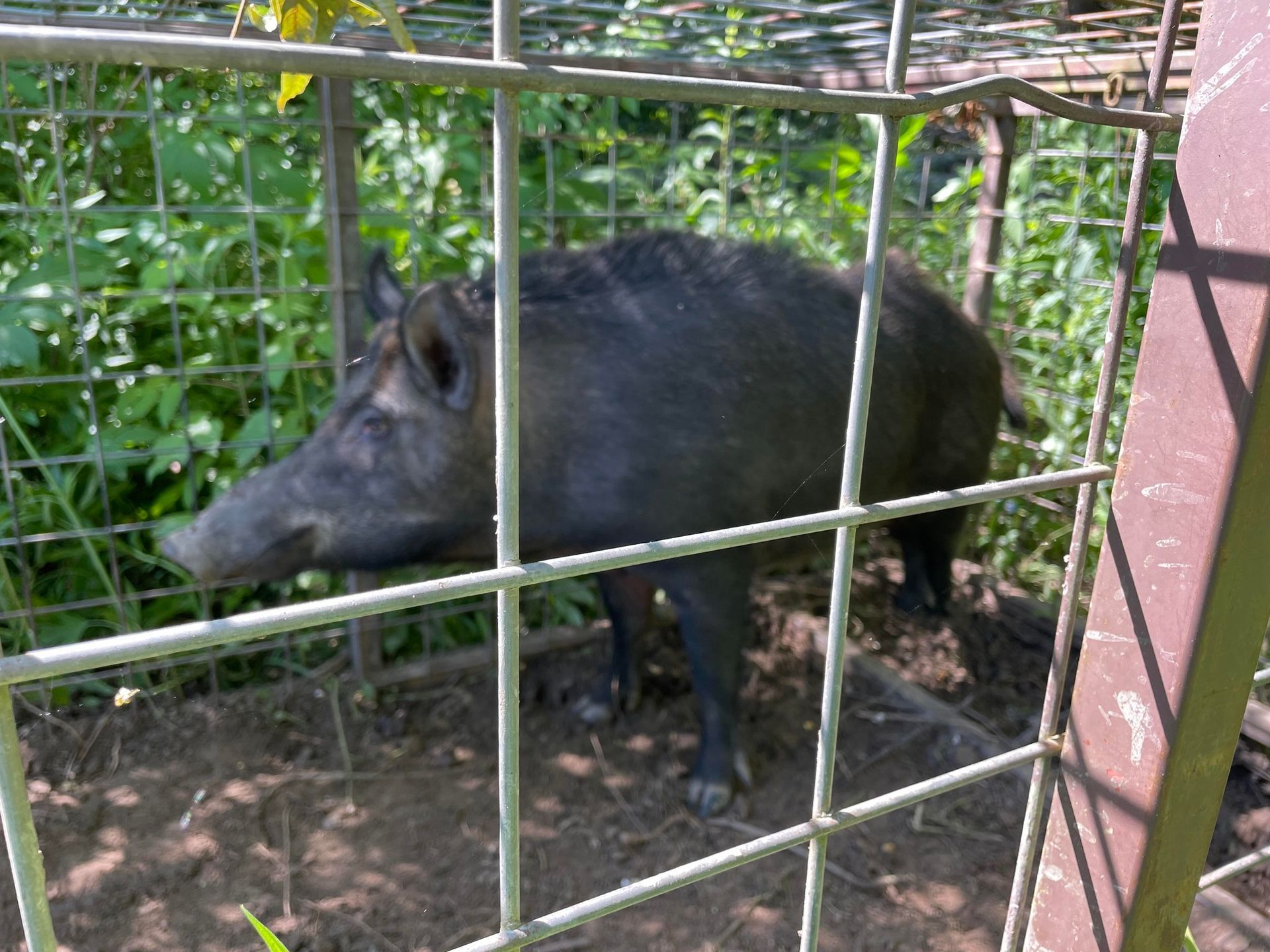 A dark, adult wild pig trapped inside a metal cage in a grassy, outdoor setting.