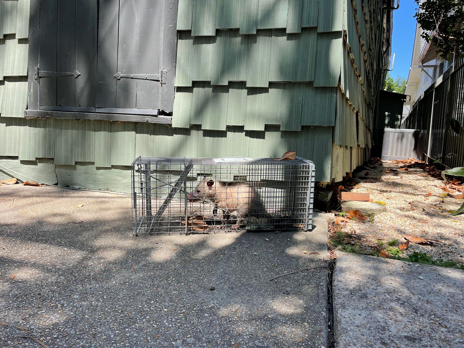 A small animal, possibly a cat, trapped in a cage on a sidewalk next to a green-sided building.