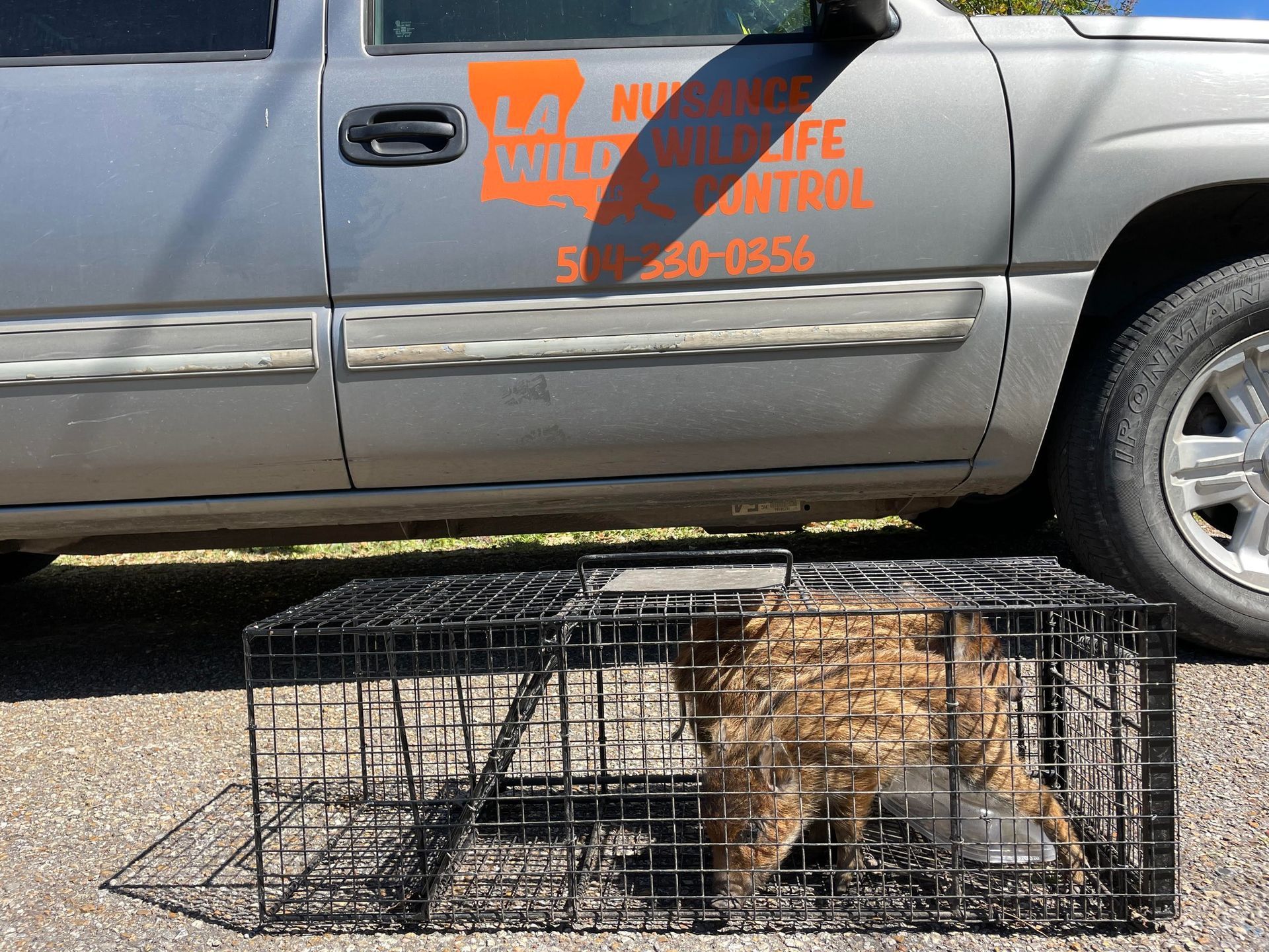 Bobcat in a cage trap next to a wildlife control truck.