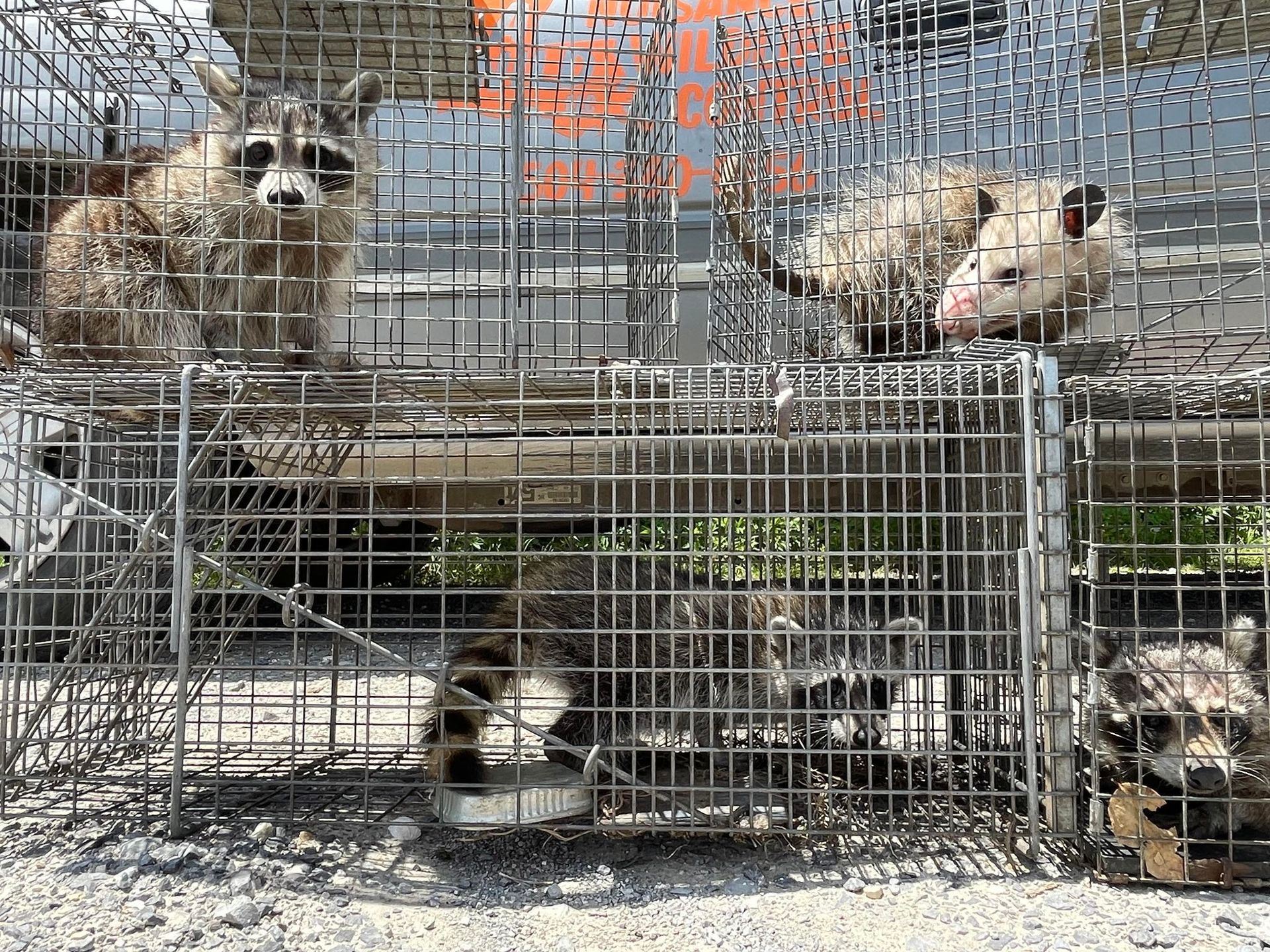 Raccoons and a opossum trapped in cages, likely after being caught in an urban area.