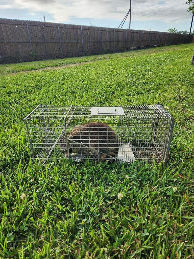 Raccoon trapped in a metal cage, set on green grass, next to a wooden fence.